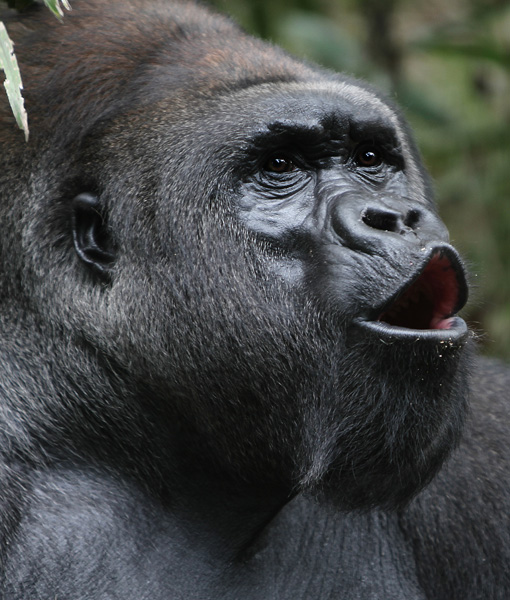 Uganda Adventure & Wildlife